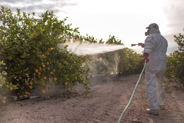 Best Termite Inspection and Treatment  in Boonville, MO